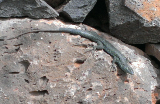 Madeira Mauereidechse