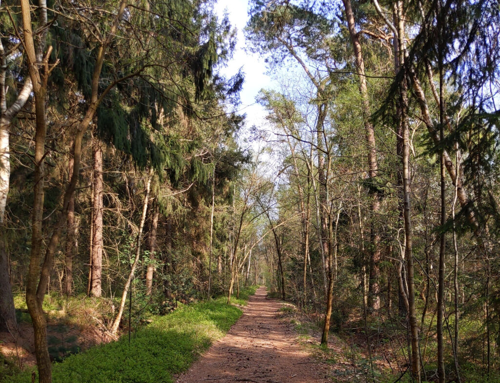 Lichtdurchfluteter Wald bei Edewecht